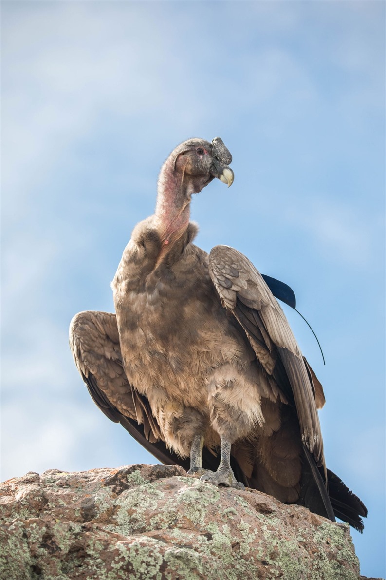 ギャラリー コンドルを危機から救えるか 30年の努力 写真17点 ナショナルジオグラフィック日本版サイト