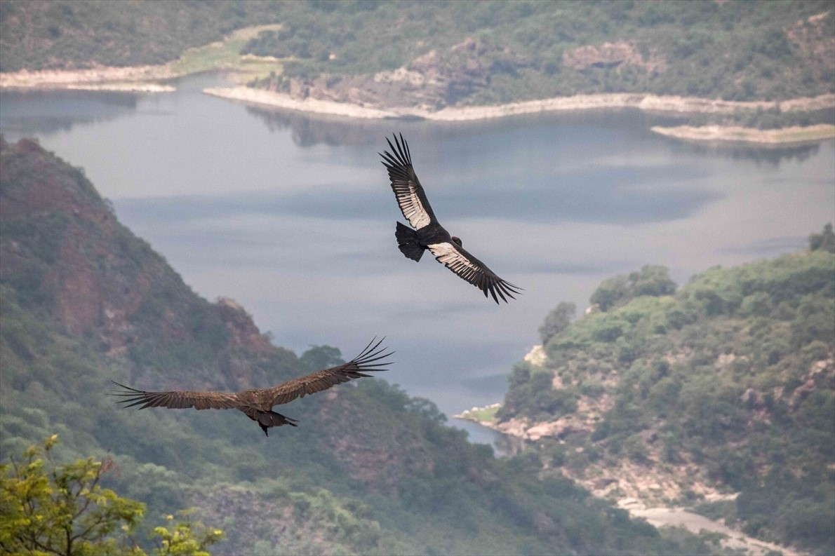 ギャラリー コンドルを危機から救えるか 30年の努力 写真17点 ナショナルジオグラフィック日本版サイト