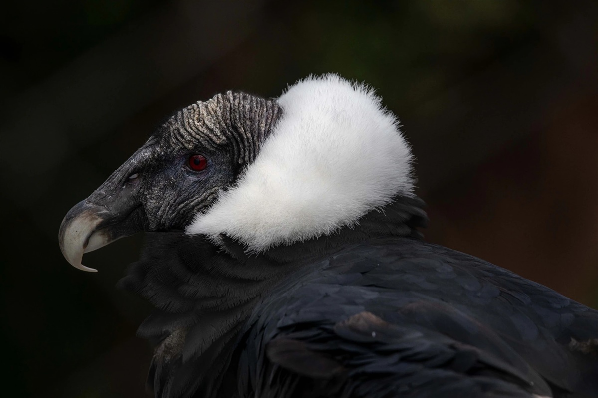 ギャラリー コンドルを危機から救えるか 30年の努力 写真17点 ナショナルジオグラフィック日本版サイト