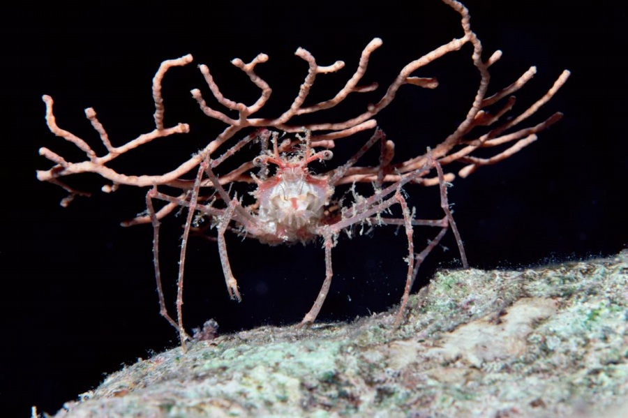 上海ディズニー　夏日　￼サマー　海の生き物　カニ　かに　オルメル 上海ディズニー 夏日 サマー 海の生き物 カニ かに オルメル