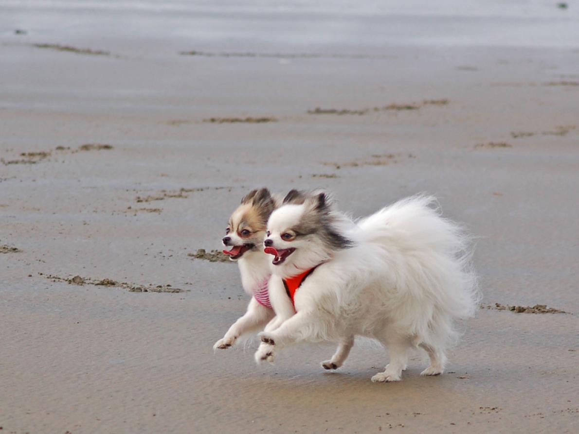 ギャラリー 愛すべき犬たちとの幸せな瞬間 写真28点 ナショナルジオグラフィック日本版サイト