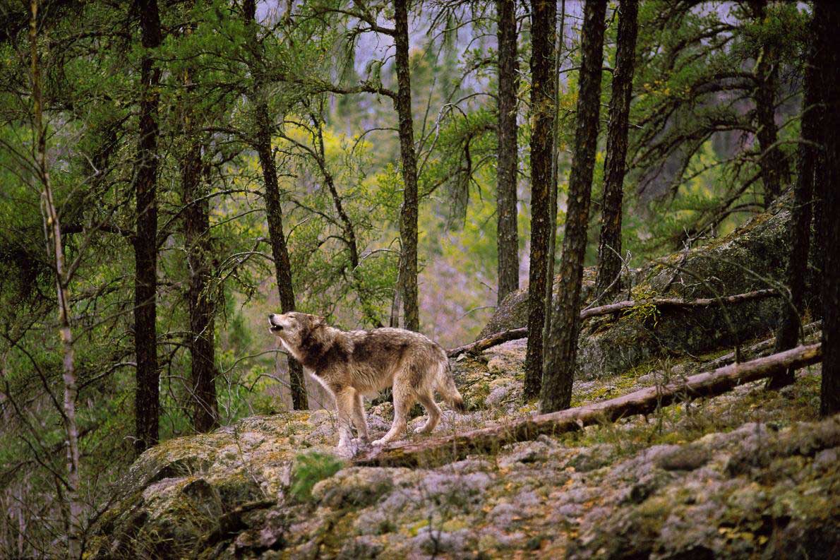 ブラザー・ウルフ われらが兄弟、オオカミ M109473903 - アート