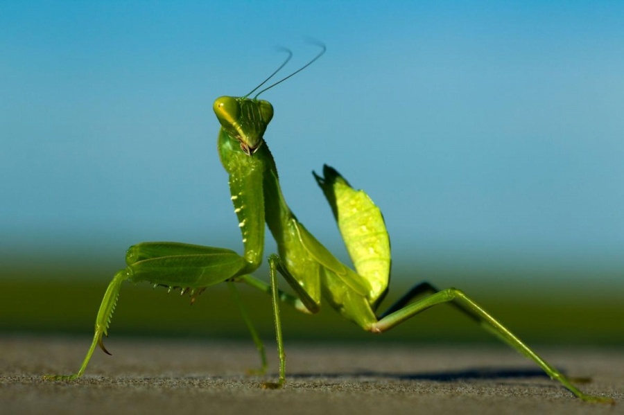ギャラリー:実はすごい、知られざるカマキリの秘密、写真5点ナショナルジオグラフィック日本版サイト