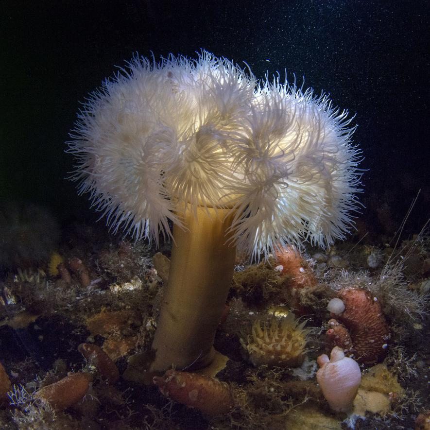 ギャラリー 北極の氷の下 この世のものと思えない神秘の生物 写真12点 ナショナルジオグラフィック日本版サイト