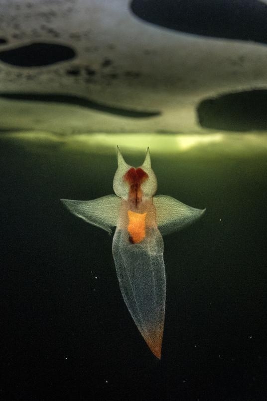 ギャラリー 北極の氷の下 この世のものと思えない神秘の生物 写真12点 ナショナルジオグラフィック日本版サイト