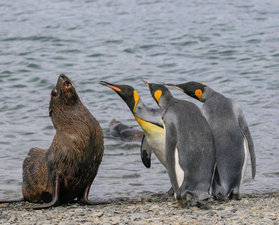 ギャラリー 18年 思わず笑ってしまう野生動物の写真17点 ナショナルジオグラフィック日本版サイト