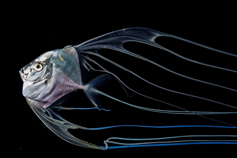 3540 外国切手 グレナティーン諸島 1995年 海の生物 美しいデザイン