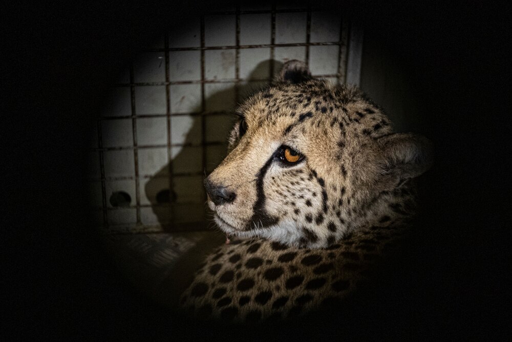 71/☆ヤフィドゥ 『チーターの親子とアフリカ鳥』 サイン在 ティンガティンガ F20号 肉筆 絵画 額装 アフリカ YAPHIDU □下取りも出来ます♪ヤマハＳＲＶ250ヴィンテージカフェレーサー