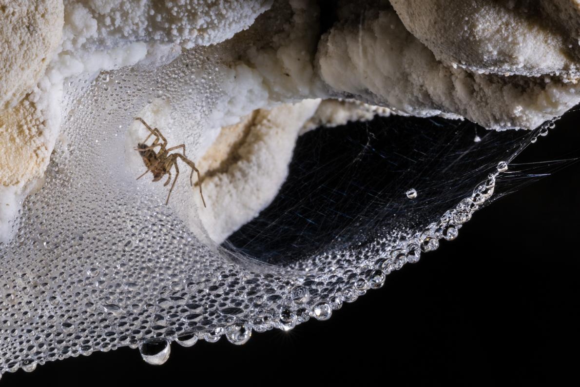ギャラリー 強くしなやかで美しい クモの糸の多彩な世界 写真8点 ナショナルジオグラフィック日本版サイト ギャラリー 強くしなやかで美しい クモの糸の多彩な世界 写真8点 ナショナルジオグラフィック日本版サイト