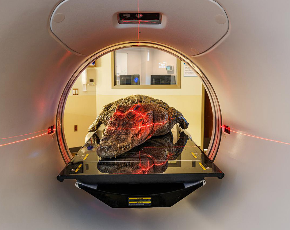 特集ギャラリー アップデートされる恐竜 写真とイラスト13点 年10月号 ナショナルジオグラフィック日本版サイト