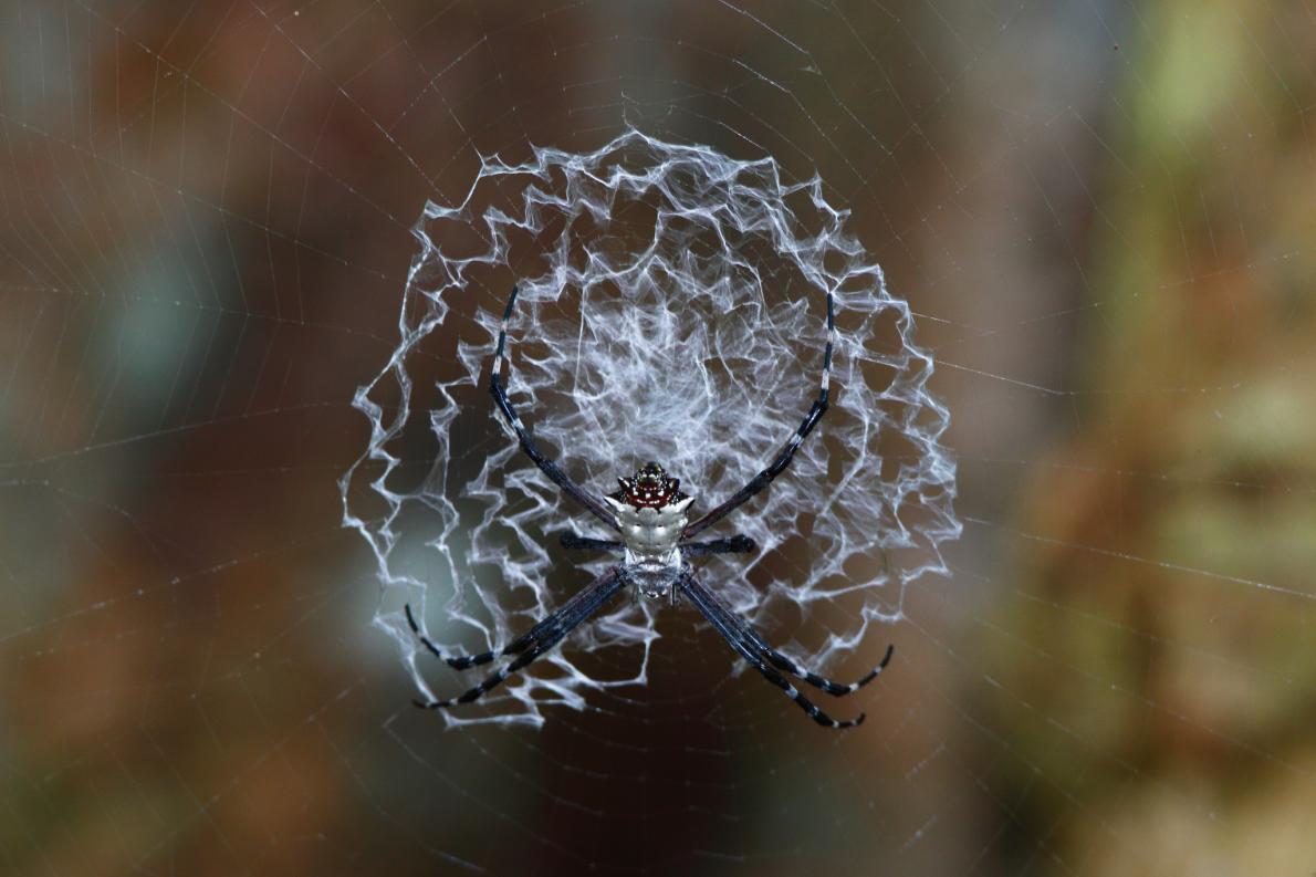 雲の網 LIXIL｜企業情報｜文化活動｜LIXILギャラリー｜巡回企画展｜クモの網