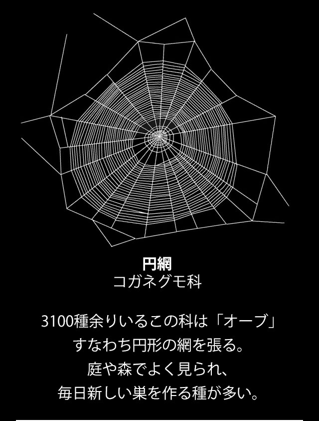 ギャラリー 巧妙なわなから 投網 まで 驚きのクモの巣9点 ナショナルジオグラフィック日本版サイト