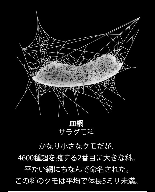 ギャラリー 巧妙なわなから 投網 まで 驚きのクモの巣9点 ナショナルジオグラフィック日本版サイト ギャラリー 巧妙なわなから 投網 まで 驚きのクモの巣9点 ナショナルジオグラフィック日本版サイト