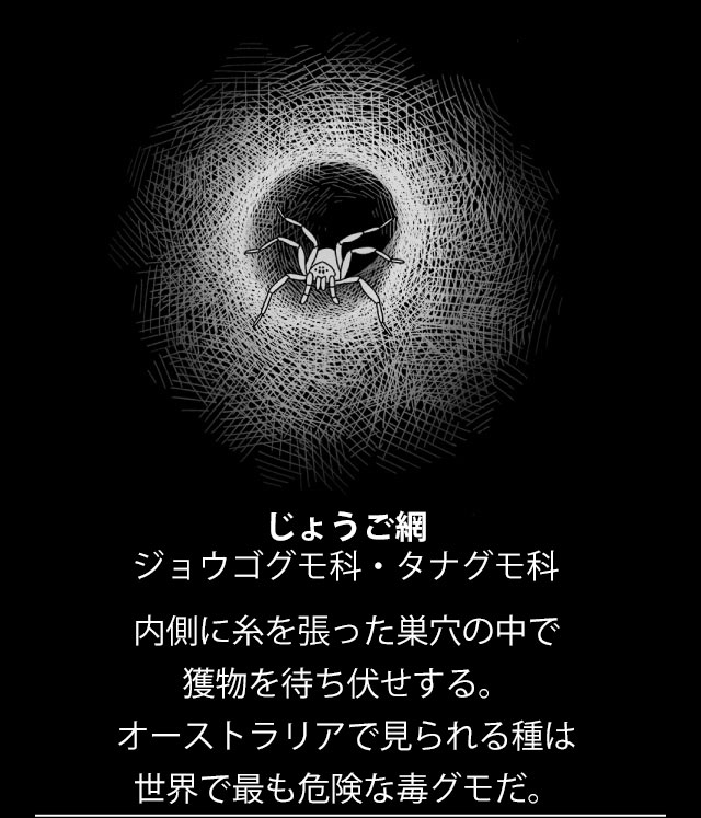 ギャラリー：巧妙なわなから「投網」まで、驚きのクモの巣9点