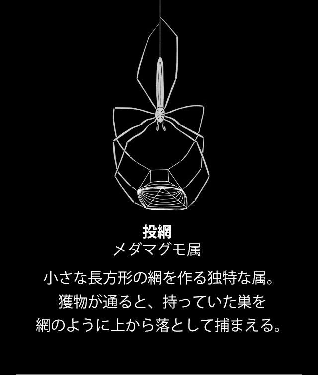 ギャラリー 巧妙なわなから 投網 まで 驚きのクモの巣9点 ナショナルジオグラフィック日本版サイト