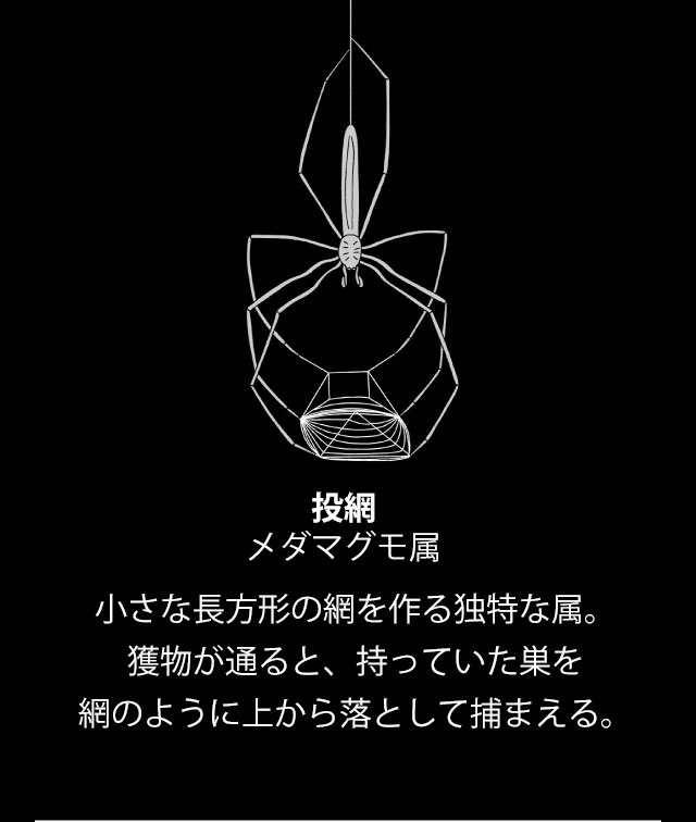 ギャラリー 巧妙なわなから 投網 まで 驚きのクモの巣9点 ナショナルジオグラフィック日本版サイト