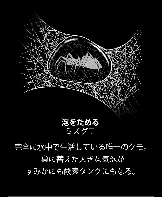 くー⭐︎　鉛芯！投蜘蛛（白色）三間三双 10袋（100個）　“送料無料” ギャラリー：巧妙なわなから「投網」まで、驚きのクモの巣9点