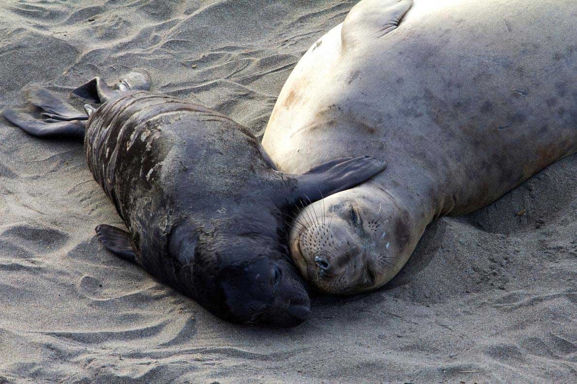 ギャラリー アザラシとアシカの見逃せない写真 11点 ナショナルジオグラフィック日本版サイト ギャラリー アザラシとアシカの見逃せない写真 11点 ナショナルジオグラフィック日本版サイト