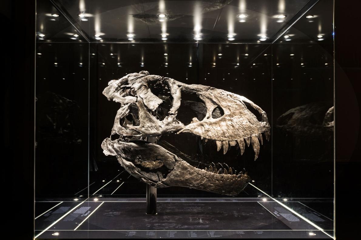 ギャラリー 決定版 奇跡の恐竜化石たち 写真23点 ナショナルジオグラフィック日本版サイト