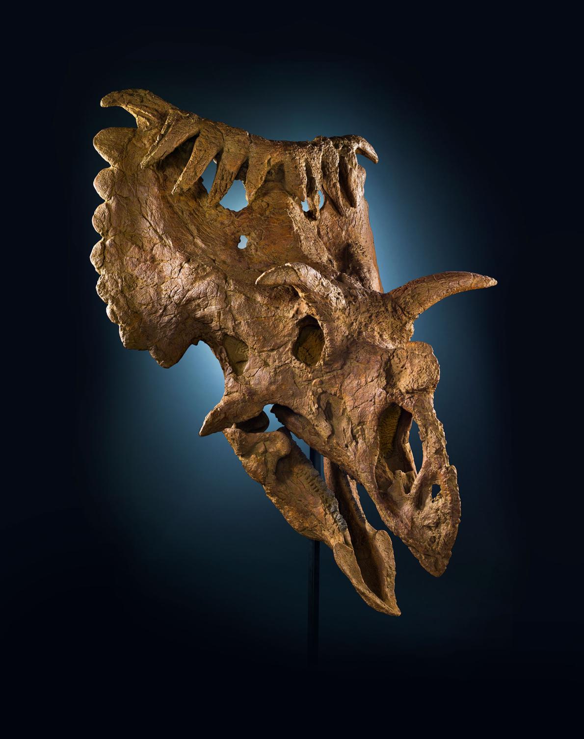 プロトケラトプスの背骨 角竜 恐竜 化石 白亜紀 - その他