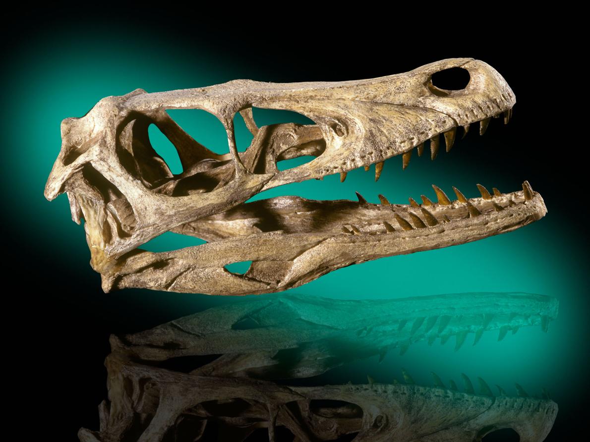 恐竜の歯 [DS310] ドロマエオサウルス類 - その他