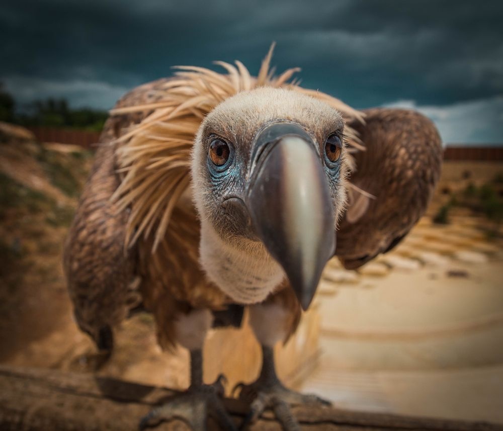 ギャラリー 世界の美しい鳥たち10 ナショナルジオグラフィック日本版サイト ギャラリー 世界の美しい鳥たち10 ナショナルジオグラフィック日本版サイト