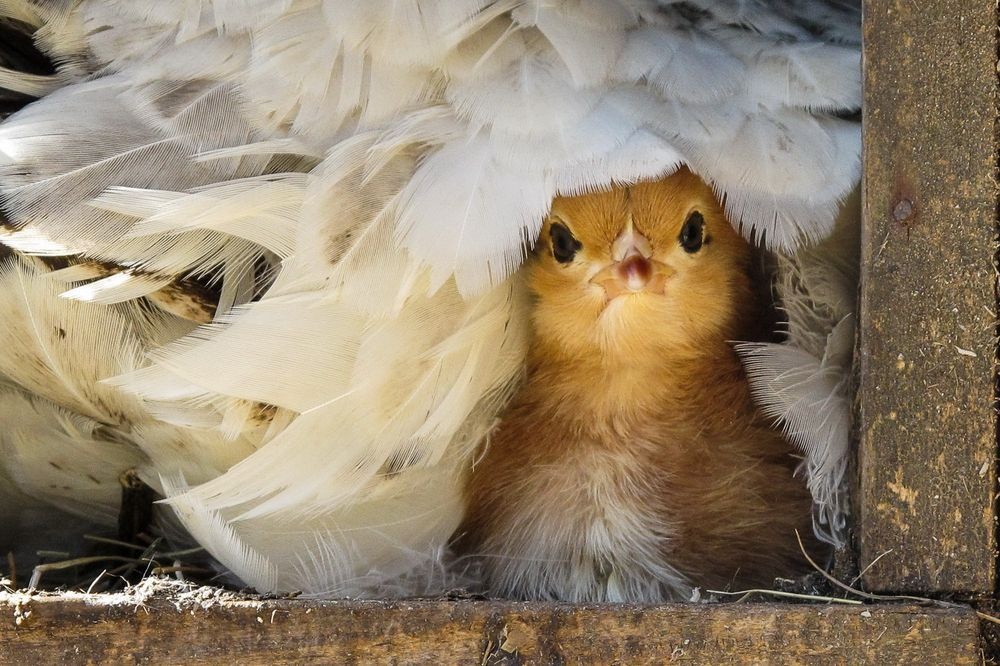 ギャラリー 世界の美しい鳥たち10 ナショナルジオグラフィック日本版サイト ギャラリー 世界の美しい鳥たち10 ナショナルジオグラフィック日本版サイト