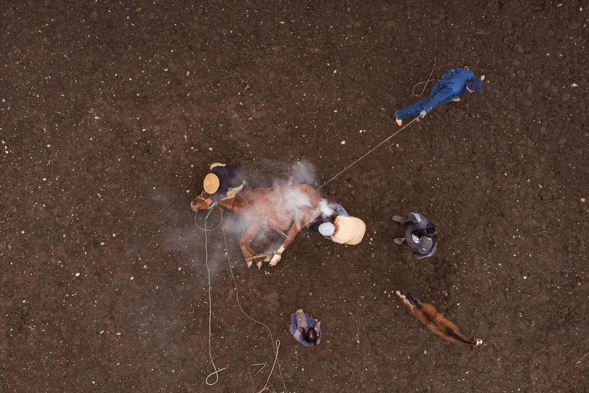 ギャラリー：最果ての島で馬と暮らす、南米ティエラ・デル・フエゴ 写真17点 ナショナルジオグラフィック日本版サイト