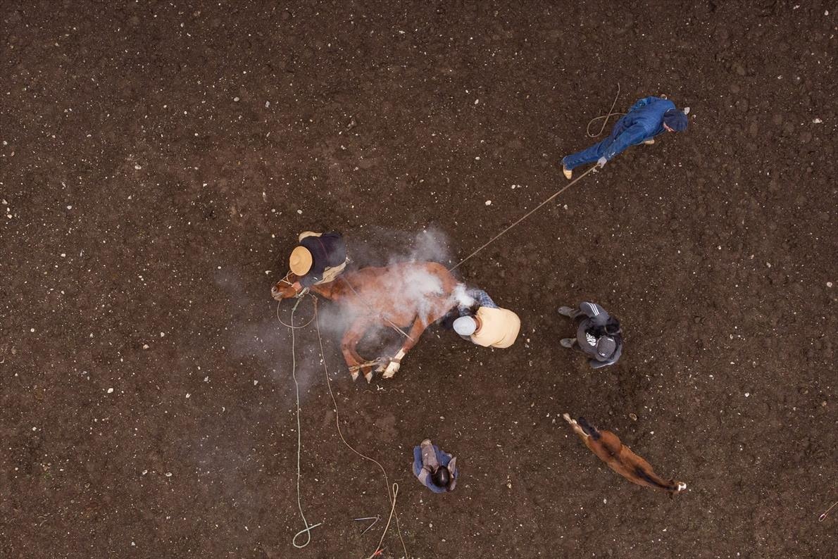 ギャラリー:最果ての島で馬と暮らす、南米ティエラ・デル・フエゴ 写真17点 ナショナルジオグラフィック日本版サイト