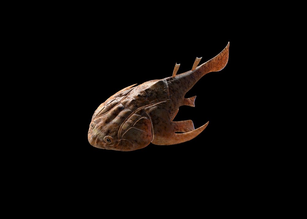 ギャラリー：進化の空白を埋める4億年前の「顎をもつ魚」化石 写真9点