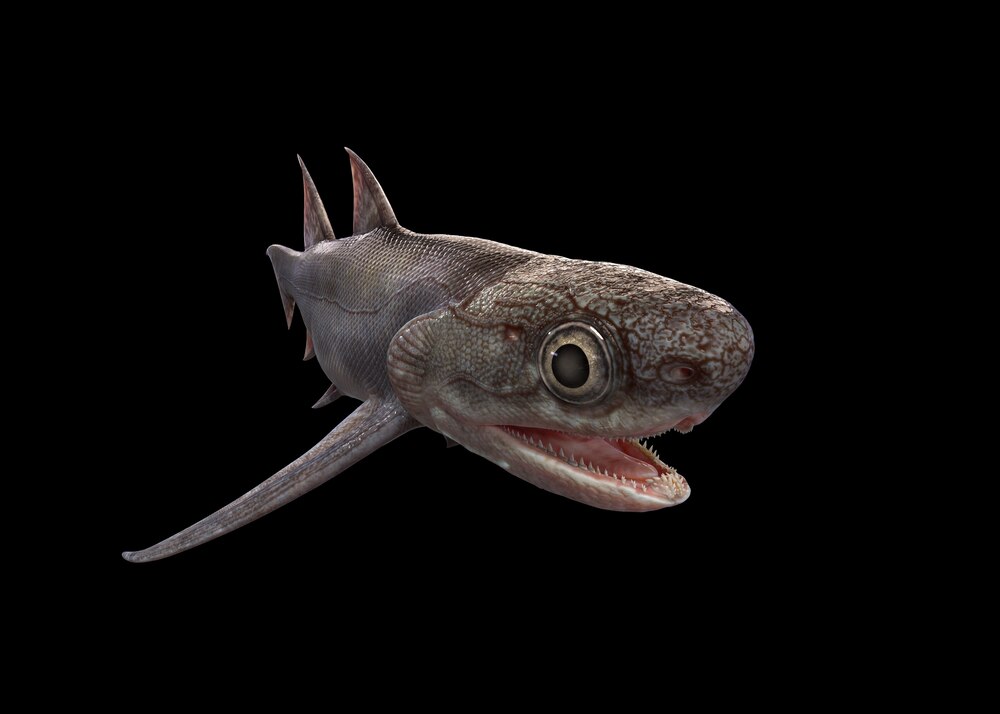 ギャラリー：進化の空白を埋める4億年前の「顎をもつ魚」化石 写真9点