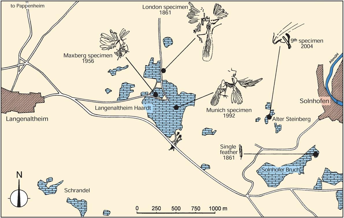 ギャラリー 有名な 始祖鳥の羽根 化石はやっぱり本物 画像6点 ナショナルジオグラフィック日本版サイト ギャラリー 有名な 始祖鳥の羽根 化石はやっぱり本物 画像6点 ナショナルジオグラフィック日本版サイト