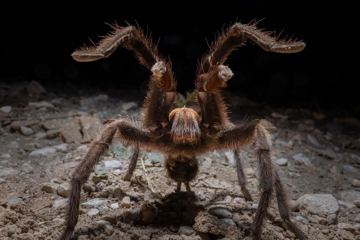 ギャラリー：大盛況の「タランチュラ祭り」に行ってみた、研究者も絶賛、米国 写真7点 | ナショナルジオグラフィック日本版サイト