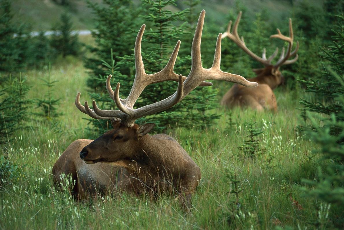 ギャラリー:うっとりする絶景、一度は訪れたいバンフ国立公園 写真6点 ナショナルジオグラフィック日本版サイト