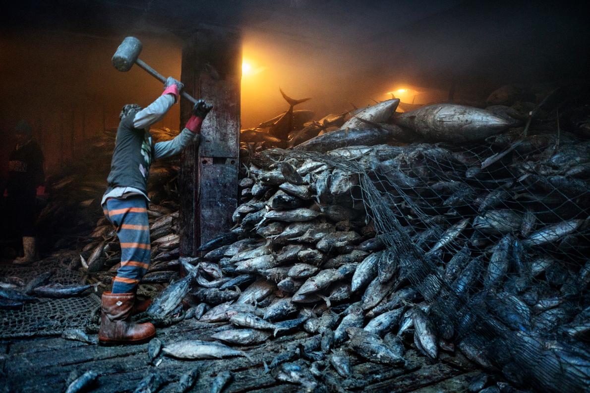 ギャラリー：世界の漁業、乱獲から海の未来を守れるか 写真12点 | ナショナルジオグラフィック日本版サイト