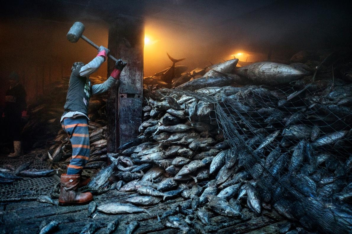 ギャラリー:世界の漁業、乱獲から海の未来を守れるか 写真12点 | ナショナルジオグラフィック日本版サイト