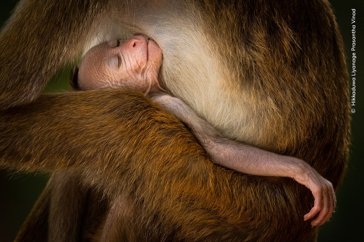ギャラリー：世界最高峰の野生生物写真コンテスト2024、受賞作