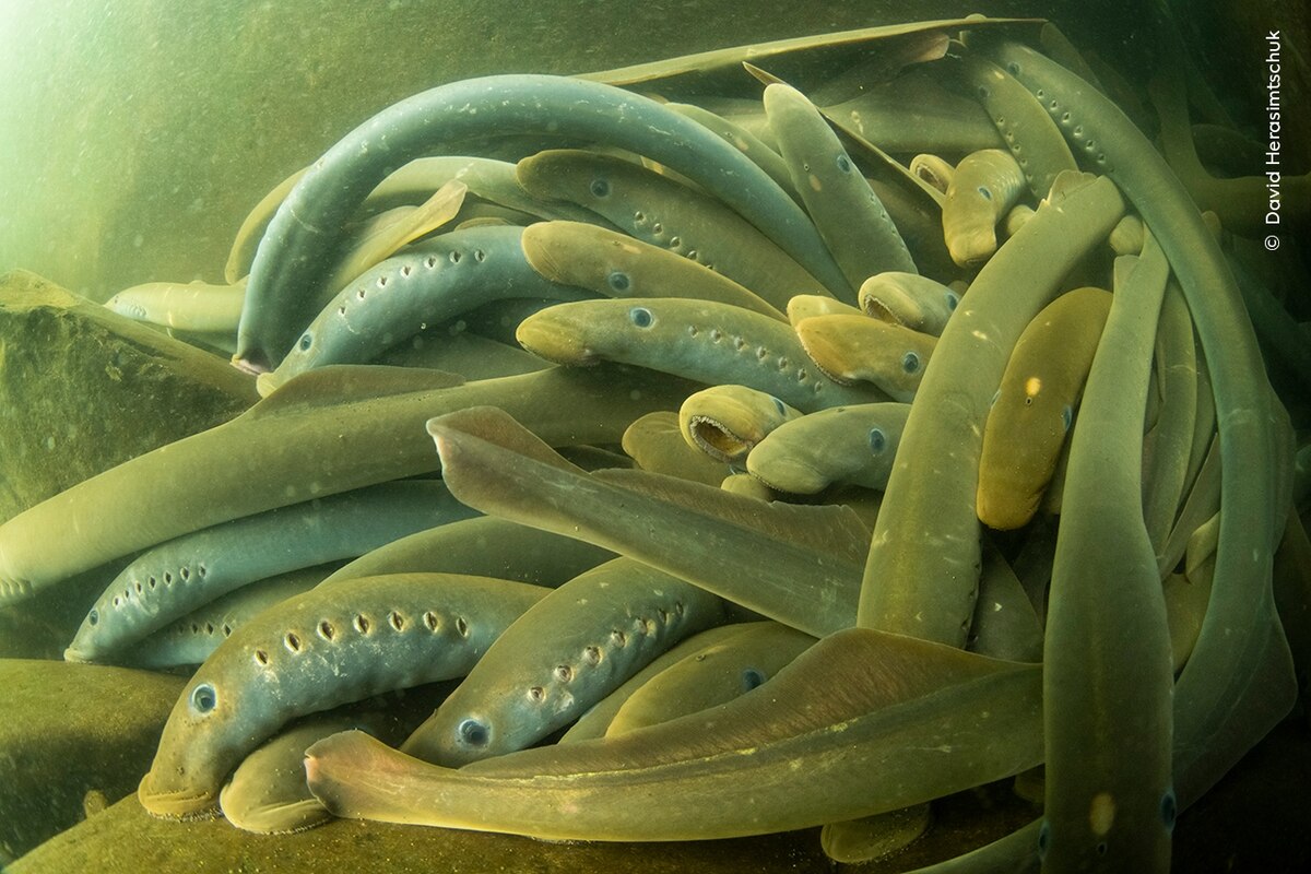 ギャラリー：世界最高峰の野生生物写真コンテスト2024、受賞作