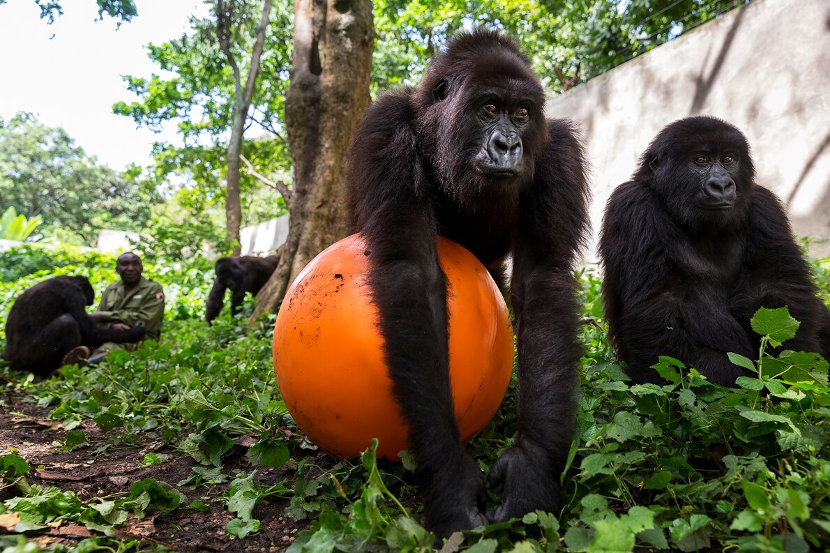 ギャラリー 親を失ったゴリラ ンダカシ 飼育員に愛された14年 写真9点 ナショナルジオグラフィック日本版サイト