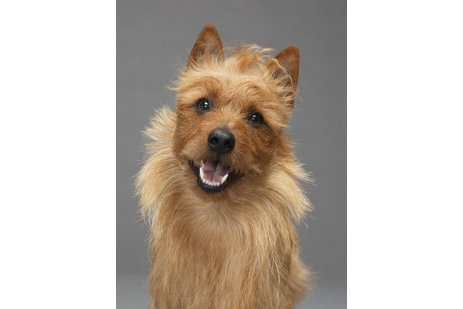 【誠実】 世界の犬55点、ドッグショー出場者たち | ナショナルジオ ヨーロッパ