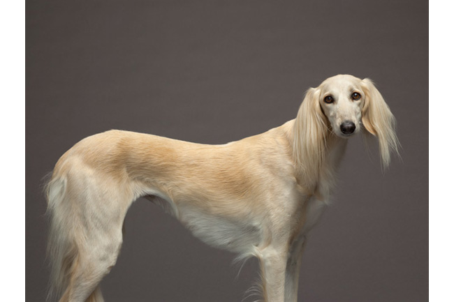 世界の犬55点、ドッグショー出場者たち | ナショナルジオ