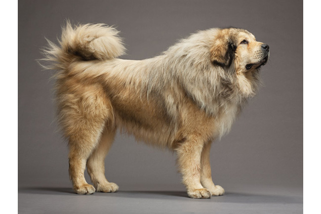 世界の犬55点、ドッグショー出場者たち | ナショナルジオ