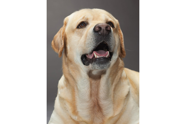 世界の犬55点、ドッグショー出場者たち | ナショナルジオ