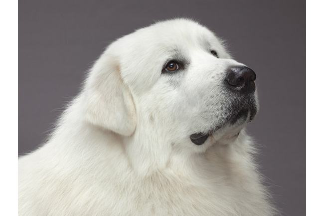世界の犬55点、ドッグショー出場者たち | ナショナルジオ