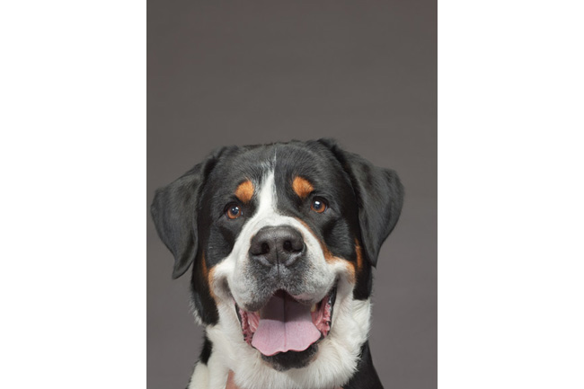 世界の犬55点、ドッグショー出場者たち | ナショナルジオ
