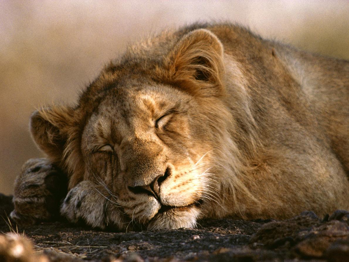 ギャラリー 百獣の王ライオンの様々な表情 写真11点 ナショナルジオグラフィック日本版サイト