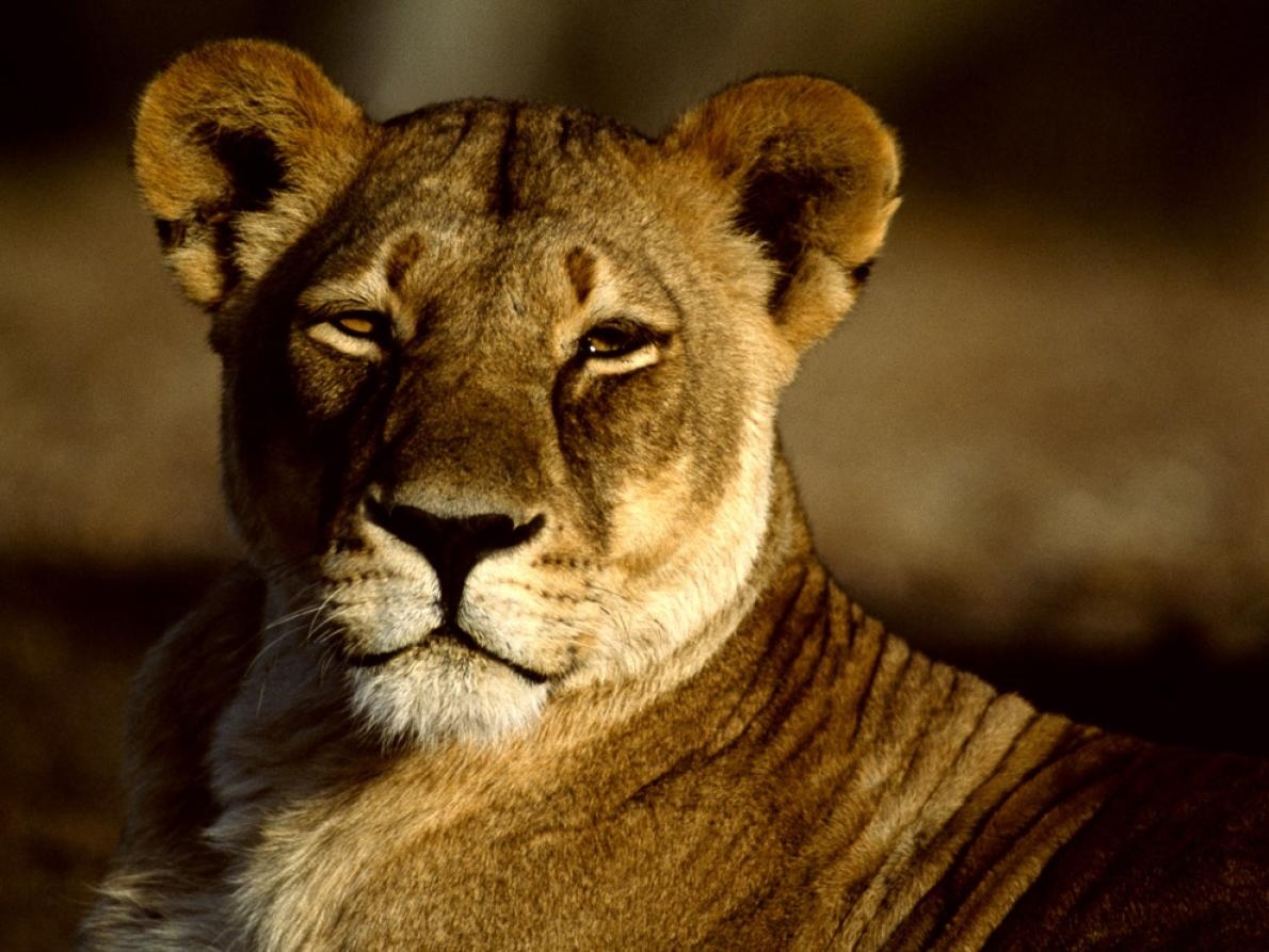 ギャラリー 百獣の王ライオンの様々な表情 写真11点 ナショナルジオグラフィック日本版サイト ギャラリー 百獣の王ライオンの様々な表情 写真11点 ナショナルジオグラフィック日本版サイト