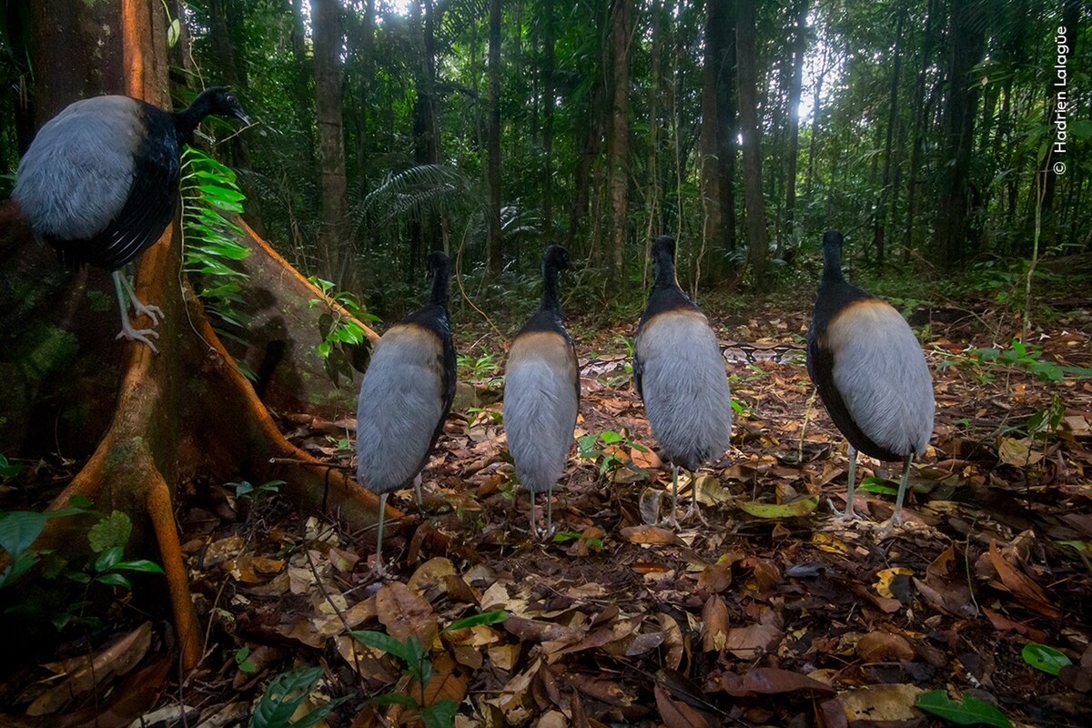 ギャラリー：最高峰の野生生物写真コンテスト2023 受賞作13点 | ナショナルジオグラフィック日本版サイト