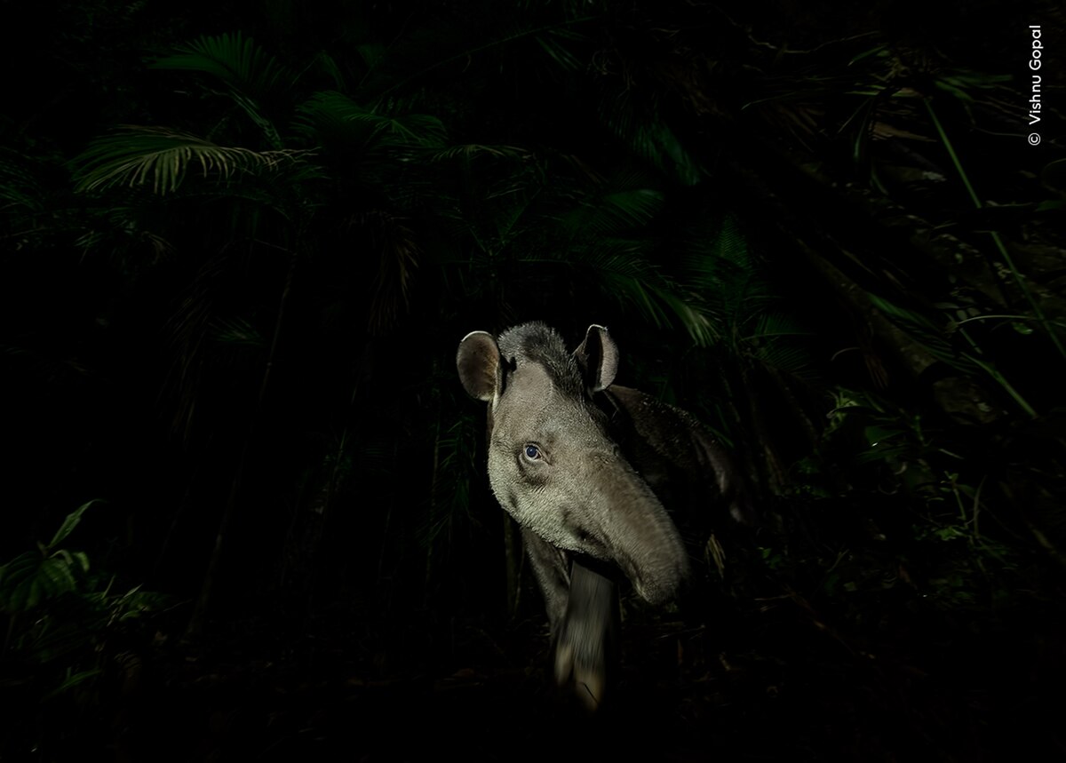ギャラリー：最高峰の野生生物写真コンテスト2023 受賞作13点 | ナショナルジオグラフィック日本版サイト