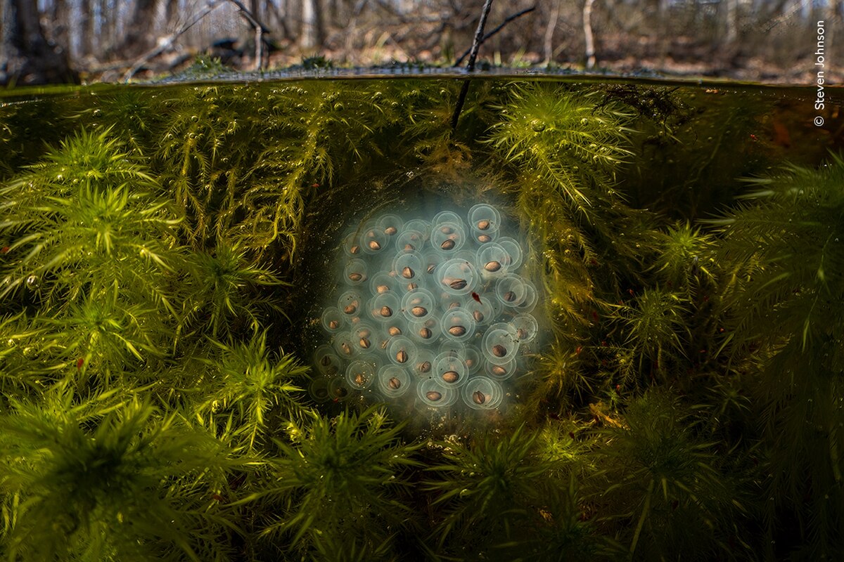 ギャラリー：最高峰の野生生物写真コンテスト2023 受賞作13点 | ナショナルジオグラフィック日本版サイト